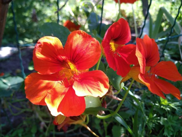 Esthéticienne Dr Hauschka Ax-les-thermes