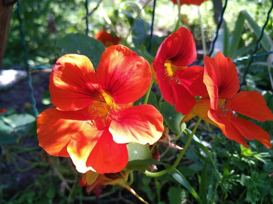 Esthéticienne Dr Hauschka Ax-les-thermes